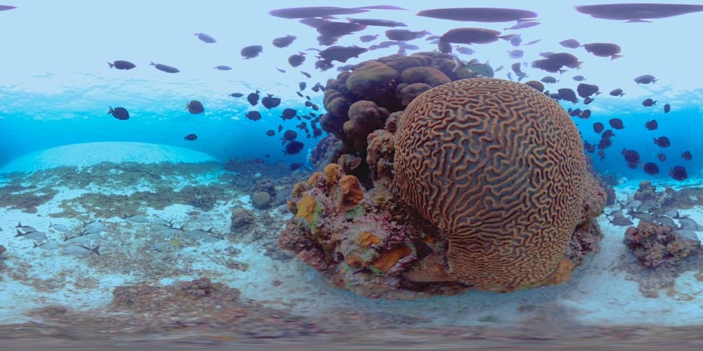 Diploria labyrinthiformis 