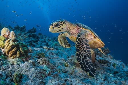 Underwater Life, Marsa Alam, Egypt